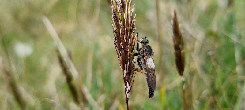 Anthoxanthum odoratum - © Barry Stewart