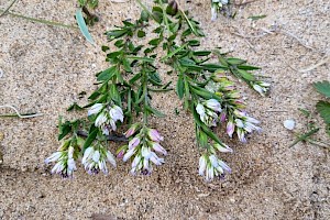 Polygala vulgaris Common Milkwort