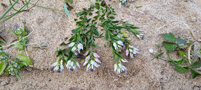 Polygala vulgaris - © Barry Stewart