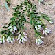 Polygala vulgaris