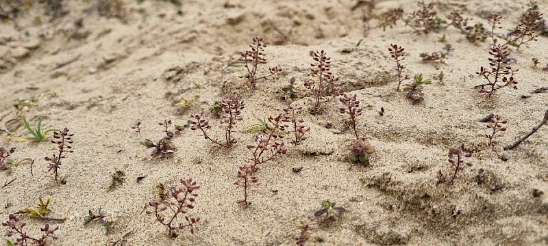 Hornungia petraea - © Barry Stewart