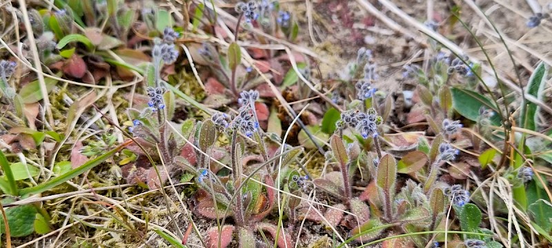 Myosotis ramosissima - © Barry Stewart