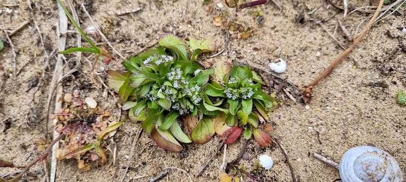 Valerianella locusta - © Barry Stewart