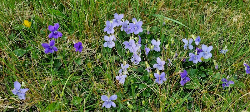 Viola riviniana - © Barry Stewart