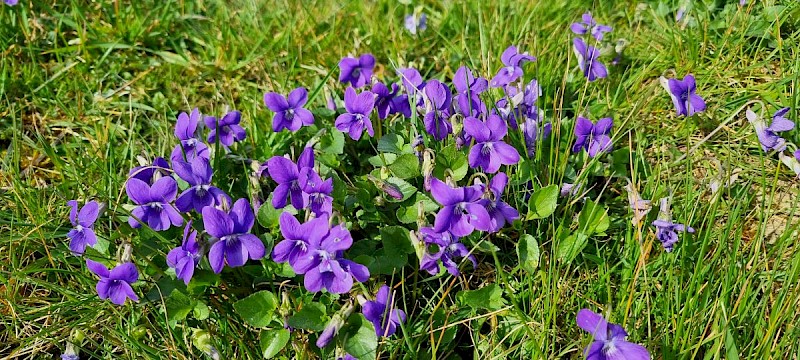 Viola riviniana - © Barry Stewart