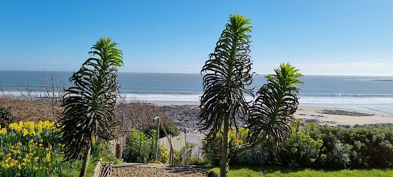 Echium pininana - © Barry Stewart