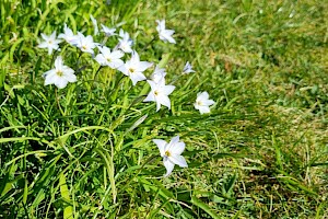 Tristagma uniflorum Spring Starflower