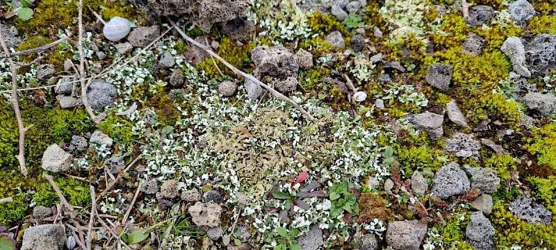 Cladonia foliacea - © Barry Stewart