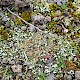 Cladonia foliacea