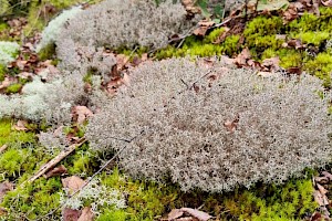 Cladonia ciliata var. ciliata 