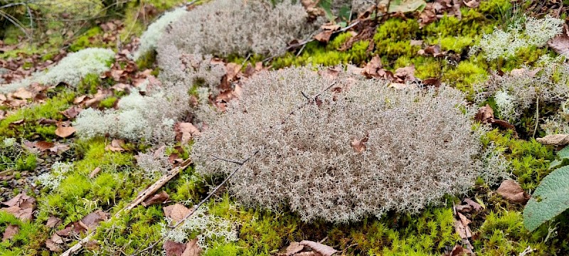 Cladonia ciliata var. ciliata - © Barry Stewart