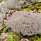 Cladonia ciliata var. ciliata