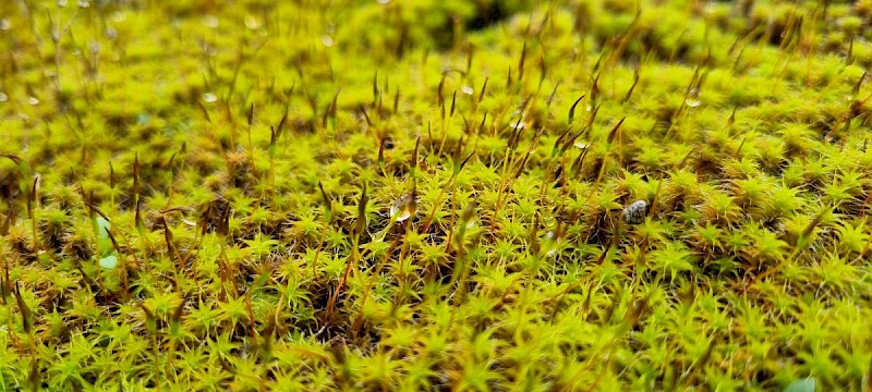 Syntrichia ruraliformis - © Barry Stewart