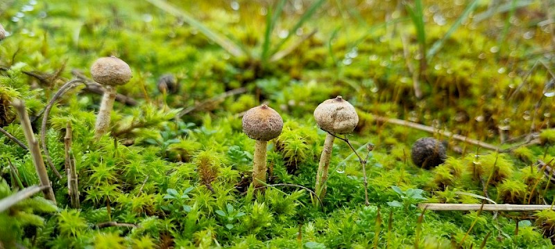 Tulostoma brumale - © Barry Stewart