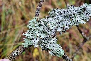 Hypogymnia tubulosa Powder-headed Tube Lichen