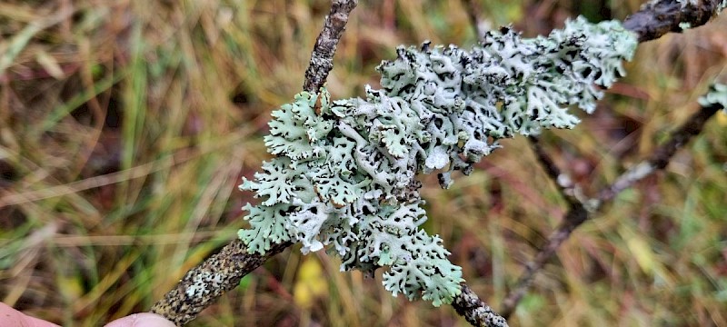 Hypogymnia tubulosa - © Barry Stewart