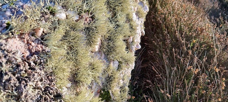 Ramalina siliquosa - © Barry Stewart