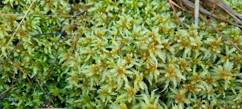 Sphagnum palustre - © Barry Stewart