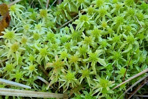 Sphagnum fallax Flat-topped Bog-moss