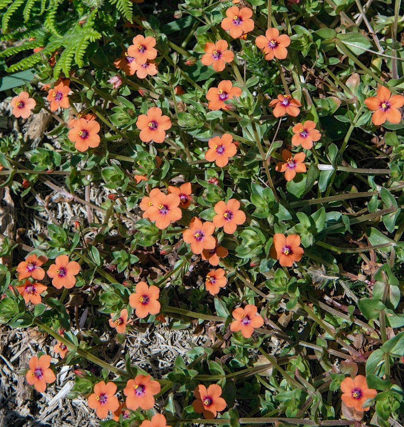 Anagallis arvensis - © Charles Hipkin