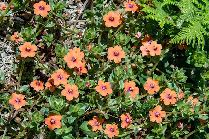 Anagallis arvensis - © Charles Hipkin