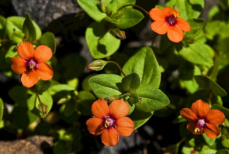 Anagallis arvensis - © Charles Hipkin