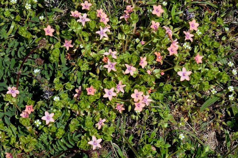 Anagallis arvensis - © Charles Hipkin