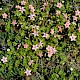 Anagallis arvensis