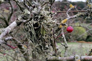 Ramalina fraxinea Leafy Ash Lichen