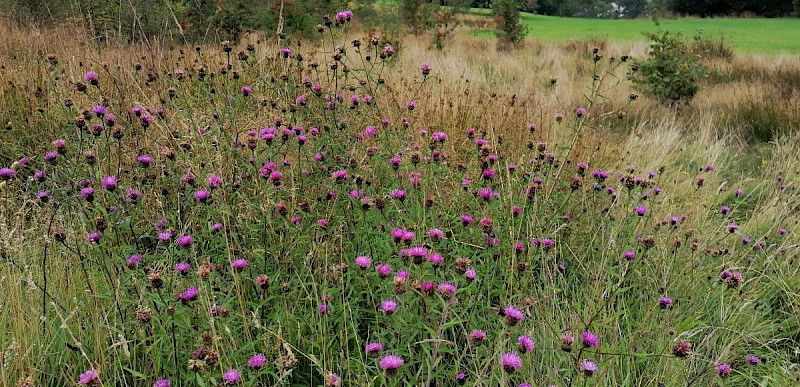 Centaurea nigra - © Barry Stewart