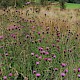 Centaurea nigra