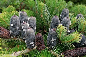 Abies koreana Korean Fir