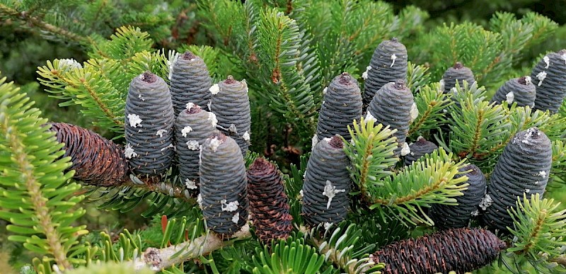 Abies koreana - © Barry Stewart