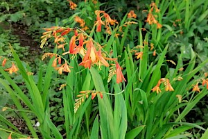 Crocosmia x crocosmiiflora Montbretia (C. aurea x pottsii)