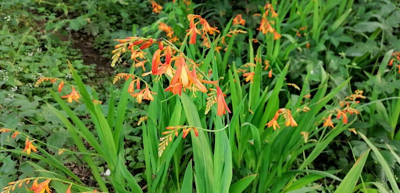 Crocosmia x crocosmiiflora - © Barry Stewart