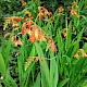 Crocosmia x crocosmiiflora