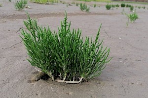 Salicornia europaea Common Glasswort