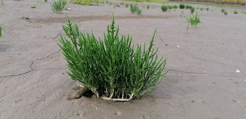 Salicornia europaea - © Barry Stewart