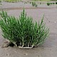 Salicornia europaea