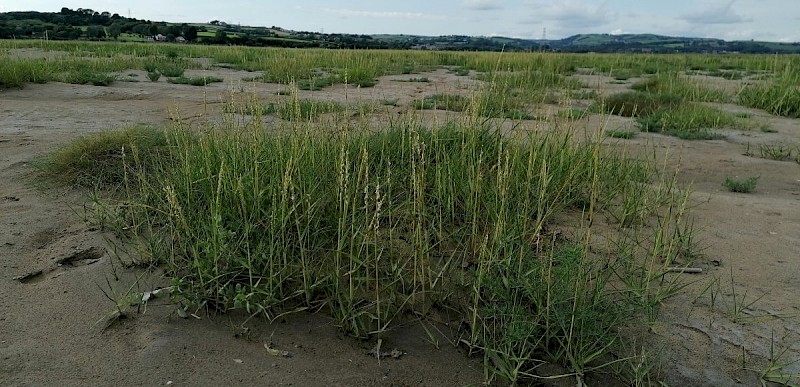 Spartina anglica - © Barry Stewart