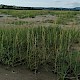 Spartina anglica