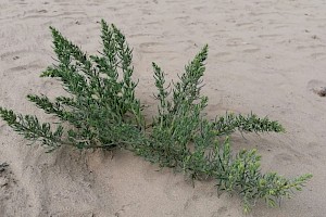 Suaeda maritima Annual Sea-blite