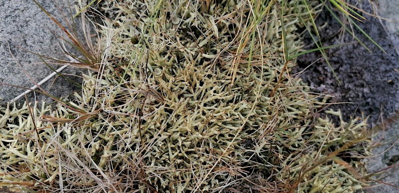 Cladonia uncialis subsp. biuncialis - © Barry Stewart