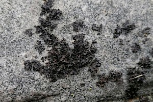 Umbilicaria polyphylla Petaled Rock Tripe