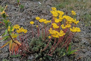 Sedum rupestre Reflexed Stonecrop