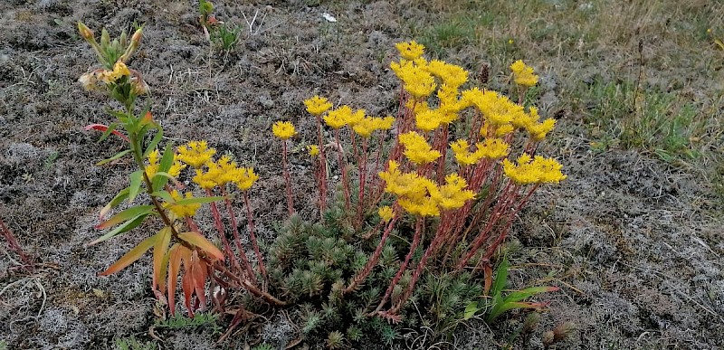 Sedum rupestre - © Barry Stewart