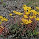 Sedum rupestre