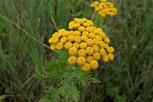 Tanacetum vulgare Tansy