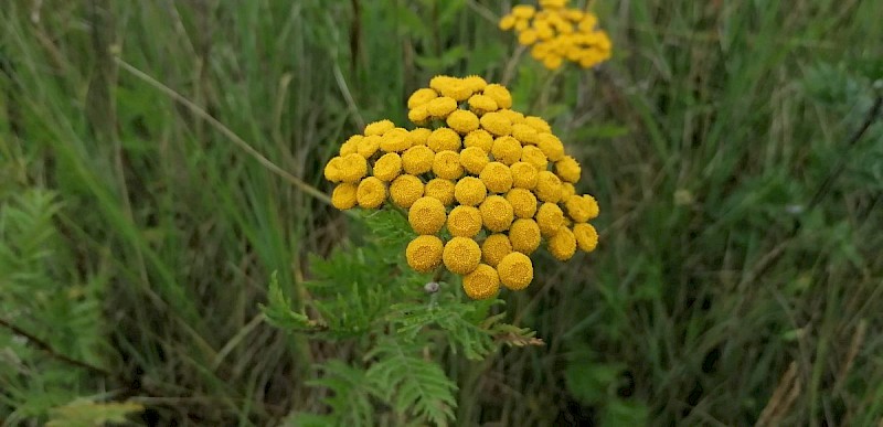 Tanacetum vulgare - © Barry Stewart