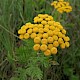 Tanacetum vulgare